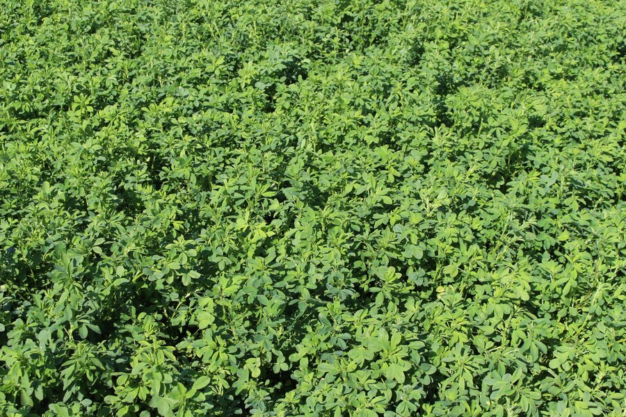 Medicago_sativa_OSLAVA.jpg