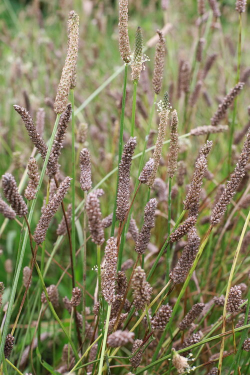 Plantago_lanceolata_PLAINSTAR.JPG Plantago_lanceolata_PLAINSTAR.JPG