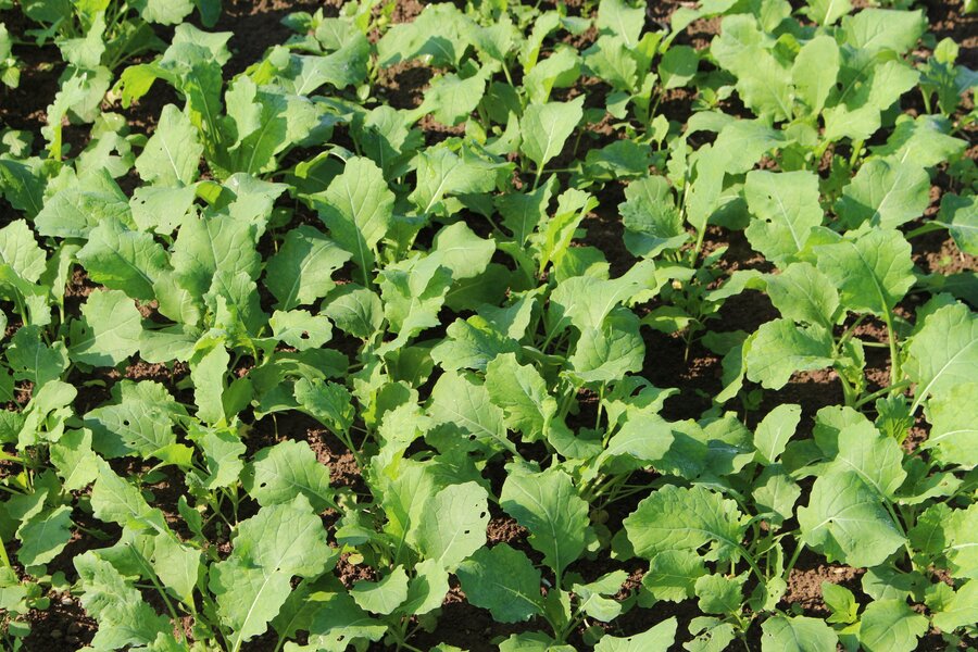 Brassica_napus.jpg