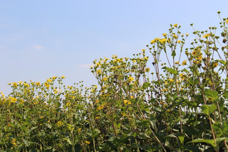 Silphium_perfoliatum.jpg
