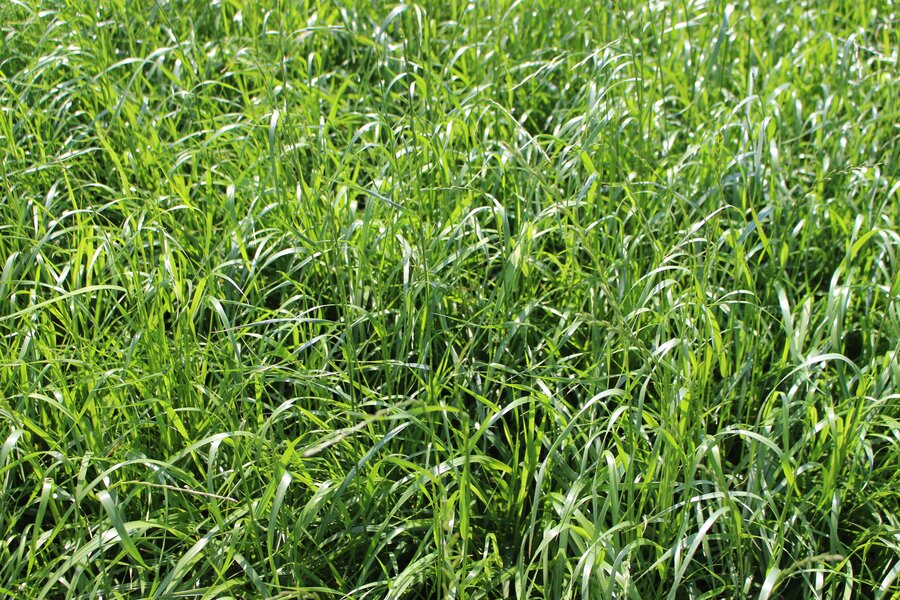 ProGreen_FU_4.jpg