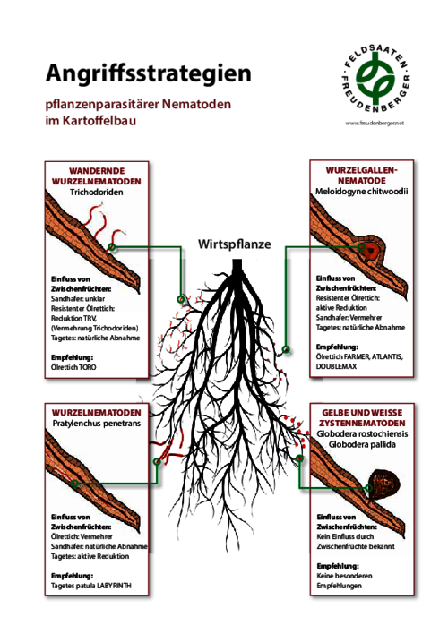 Schaubild_Angriffsstrategien_Nematoden_im_Kartoffelbau.pdf