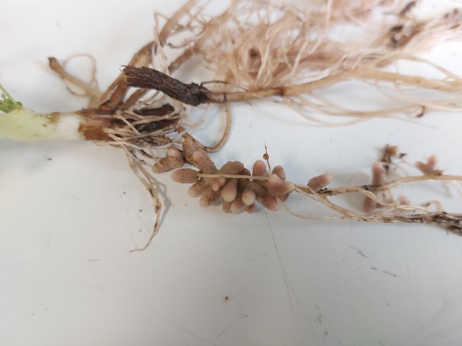 Rhizobien_Kichererbse.jpg
