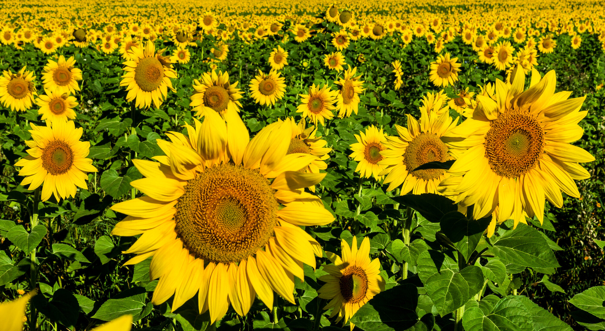 Sonnenblumen Feld shutterstock_1168087462.jpg