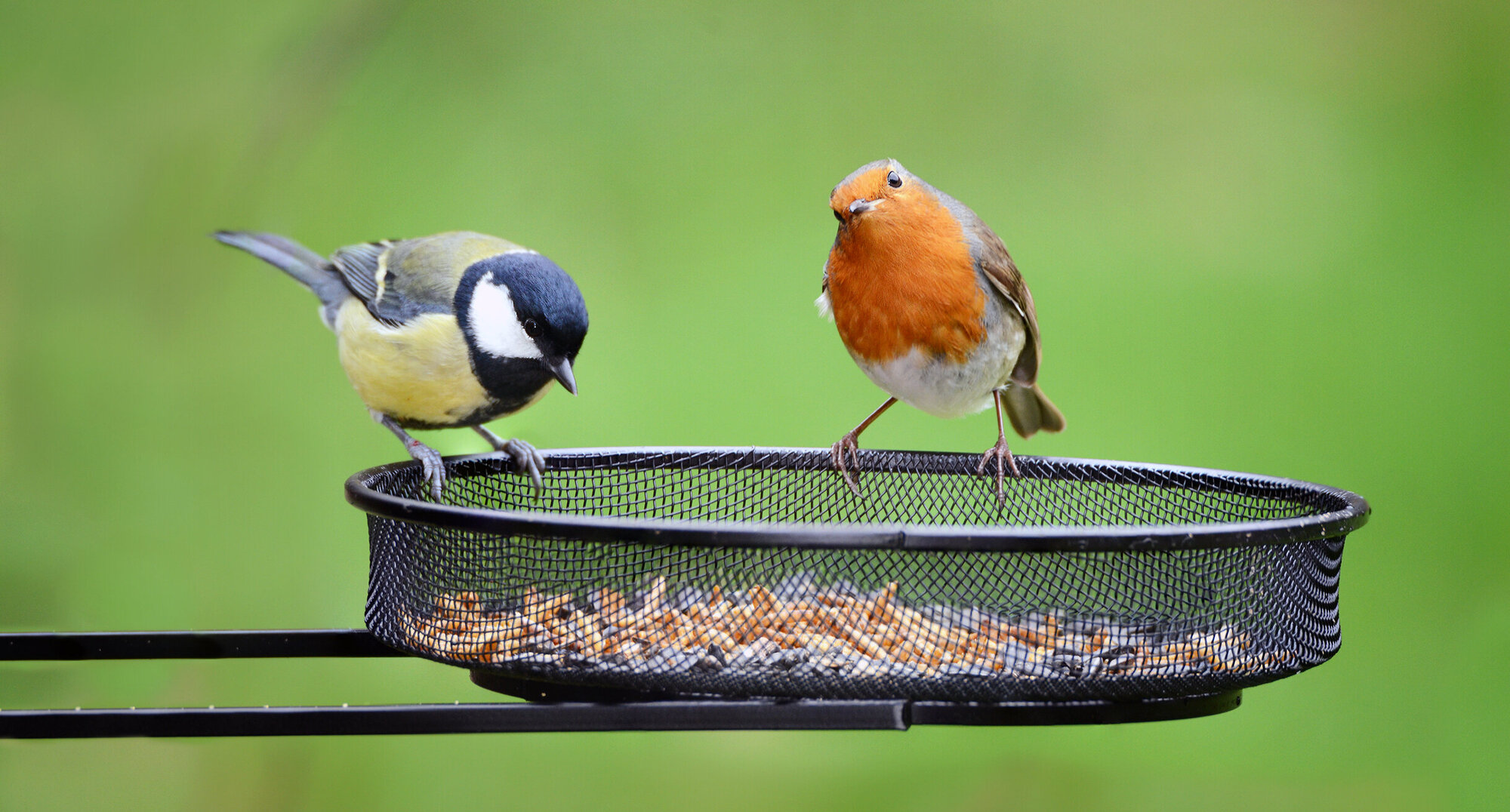 Futterstelle_shutterstock_598158890.jpg Futterstelle_shutterstock_598158890.jpg