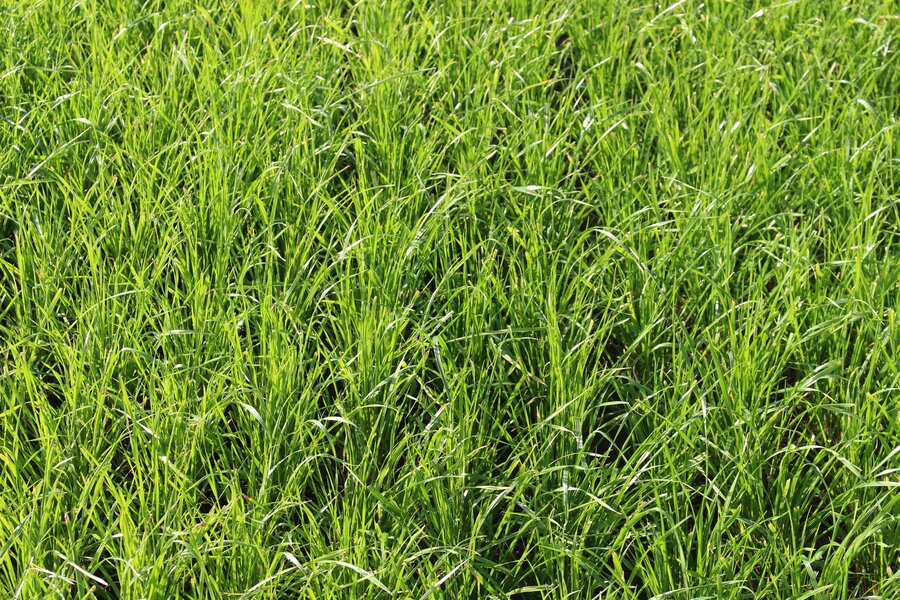 Lolium_perenne_MELGRAPPA.jpg