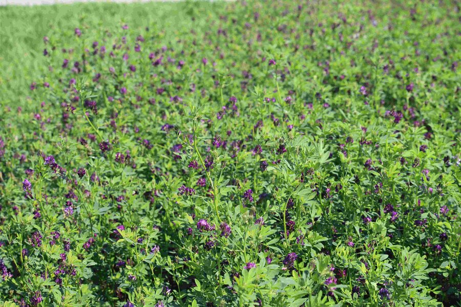 Medicago_sativa_PLATO.jpg