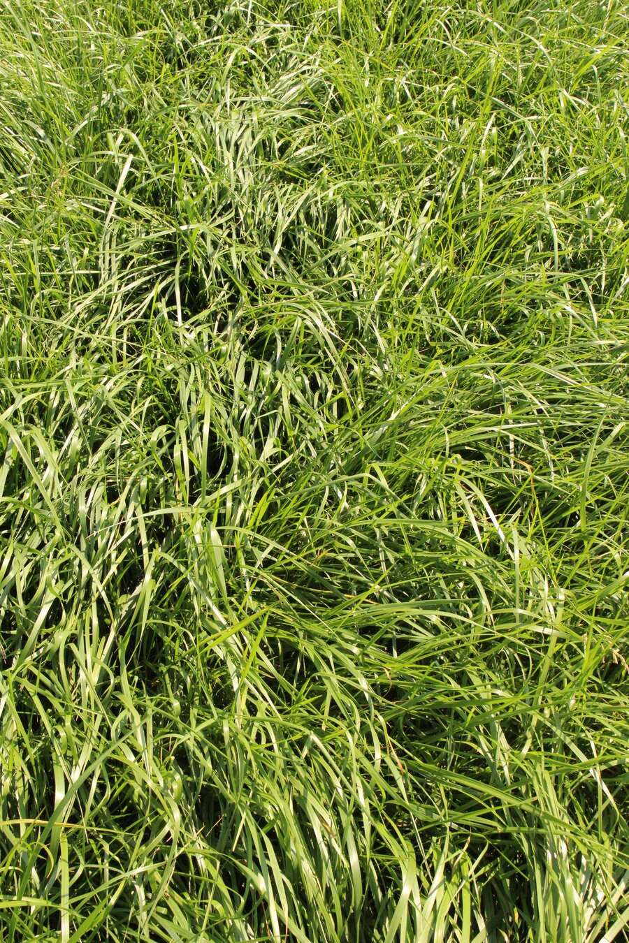 Festuca_pratensis.jpg