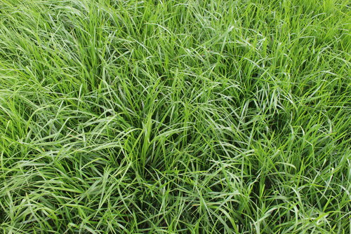 Festuca_arundinacea_HYKOR.JPG