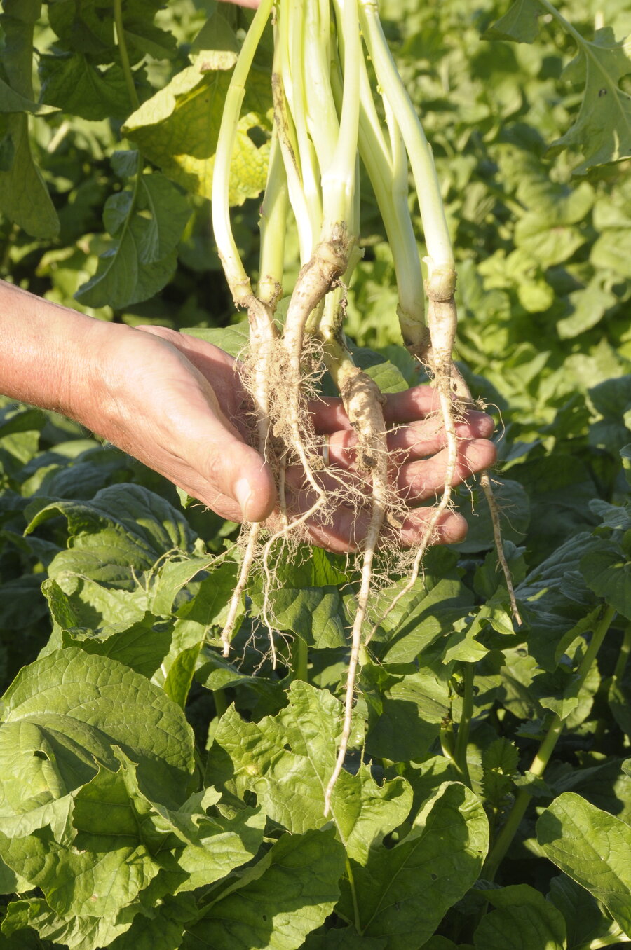 Raphanus_sativus_FARMER.JPG