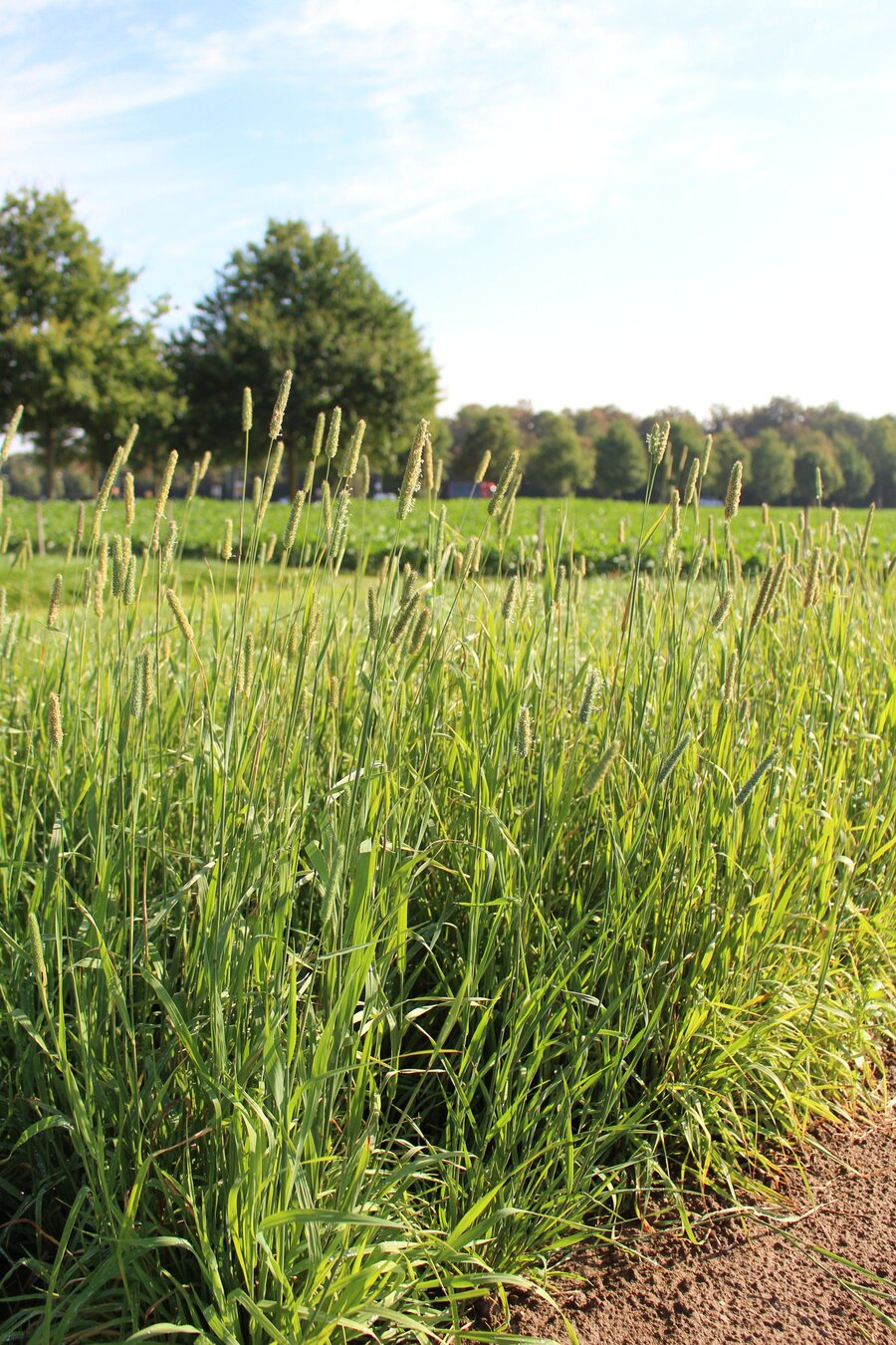 Phleum_pratense.jpg