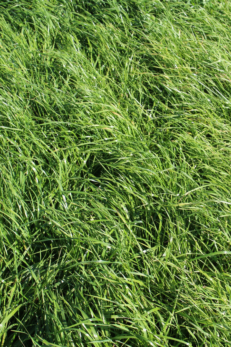 ProGreen_9.JPG