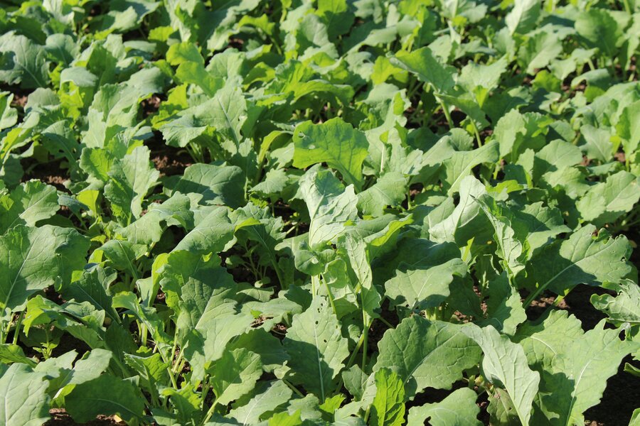 Brassica_napus_2.jpg