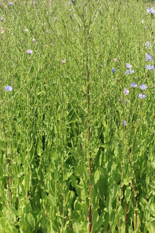 Cichorium_intybus.jpg