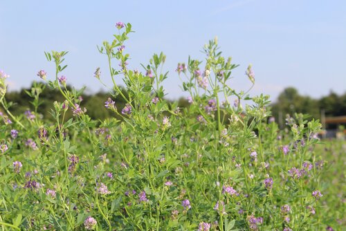 Medicago_sativa_VERKO.jpg