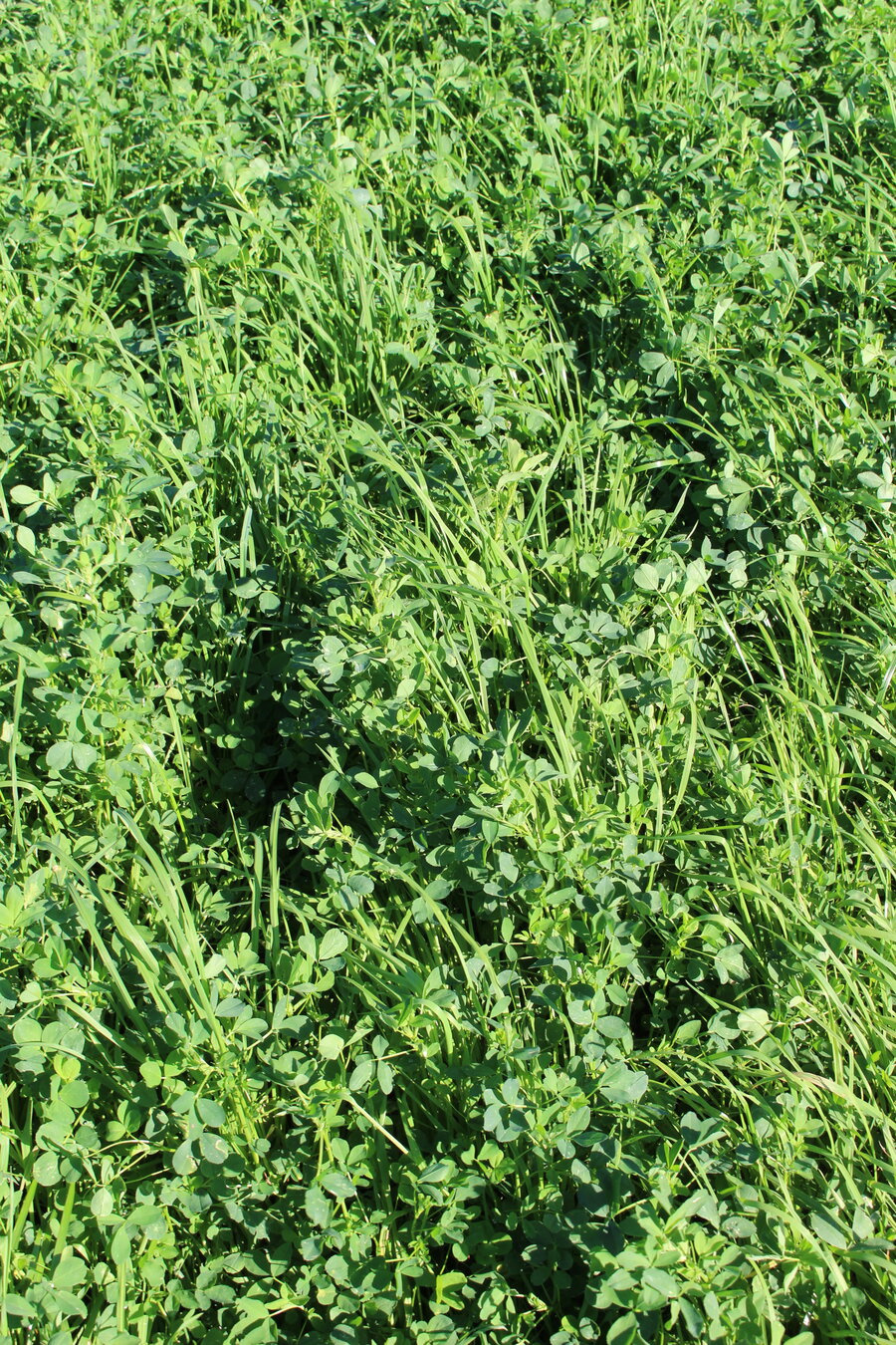 ProGreen_FU_8.JPG