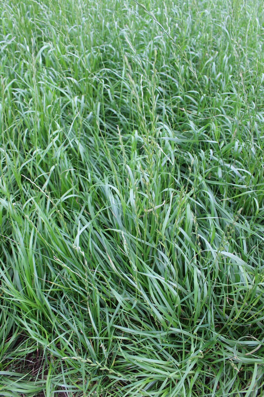 Lolium_multiflorum_ssp._italicum_ORYX.jpg