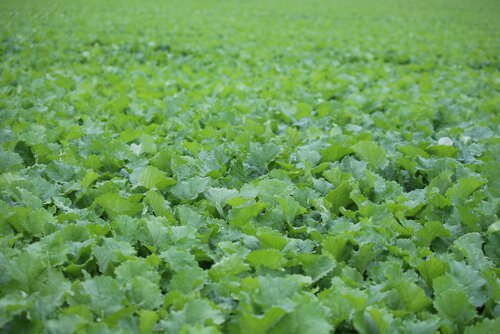 Brassica_rapa_L._silvestris.jpg