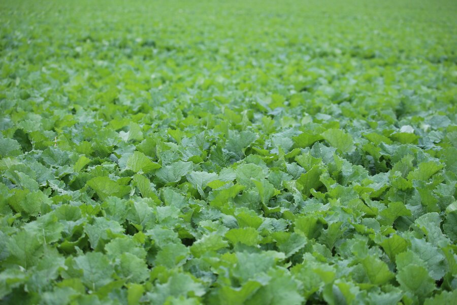 Brassica_rapa_L._silvestris.jpg