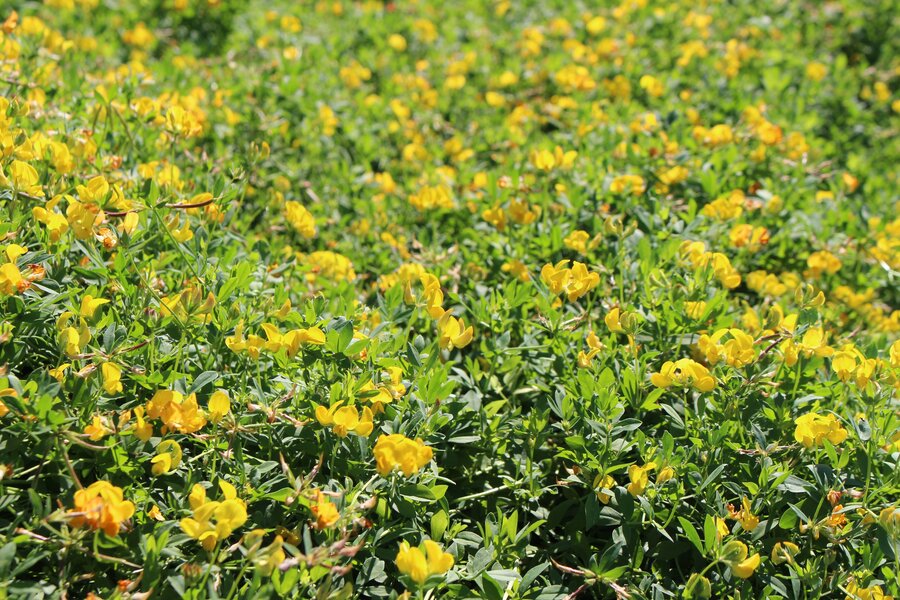 Lotus_corniculatus.jpg