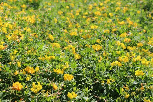 Lotus_corniculatus.jpg