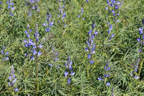 Blaue_Bitterlupine.jpg