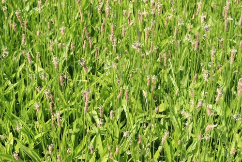 Plantago_lanceolata.jpg