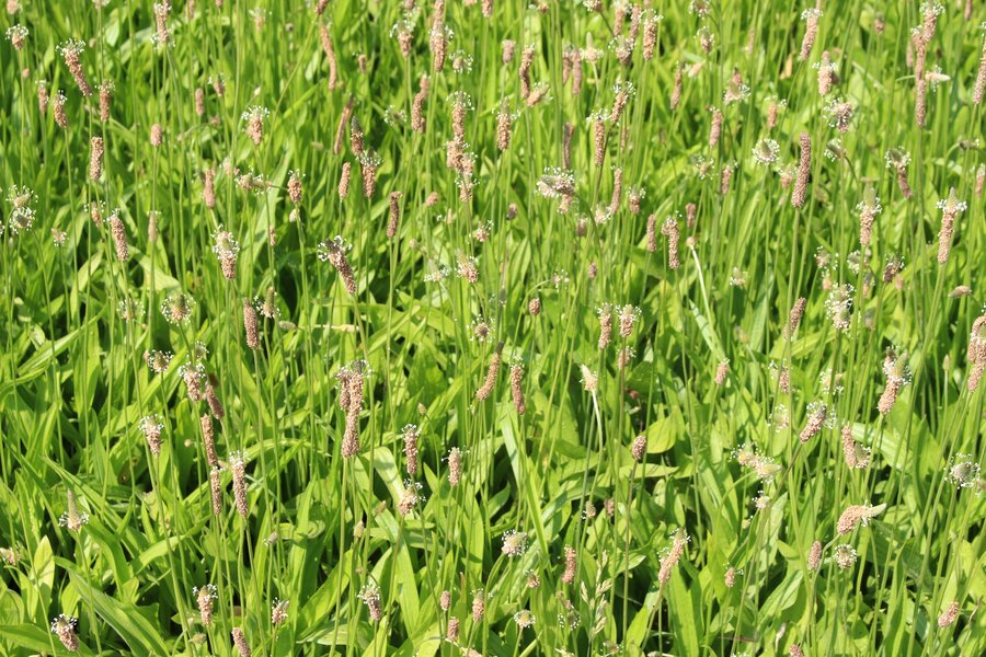 Plantago_lanceolata.jpg