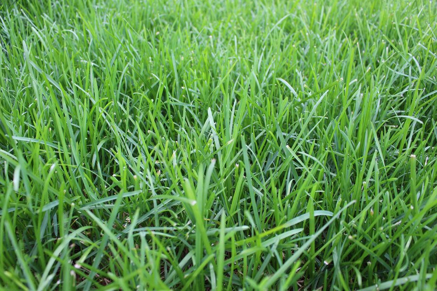 Poa_pratensis.jpg