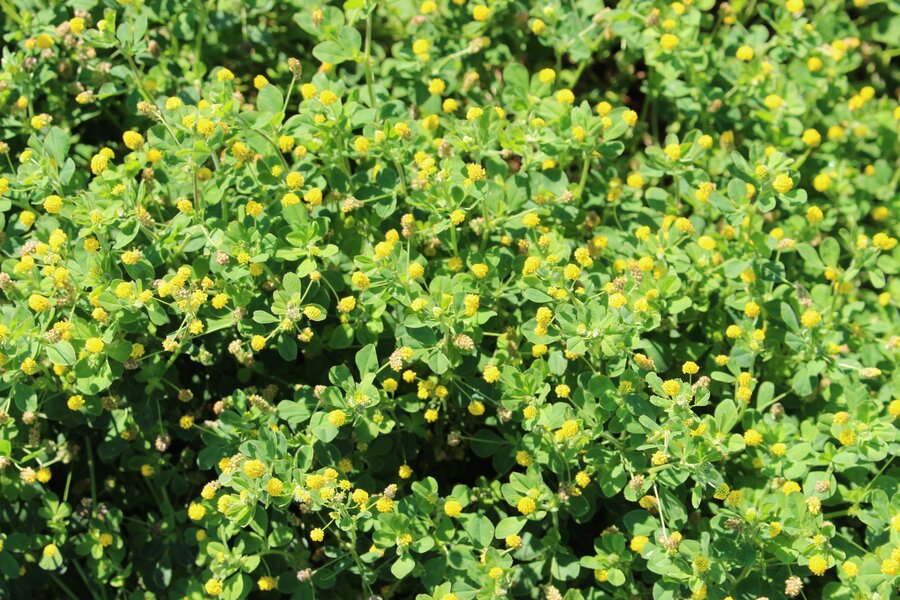 Medicago_lupulina.jpg