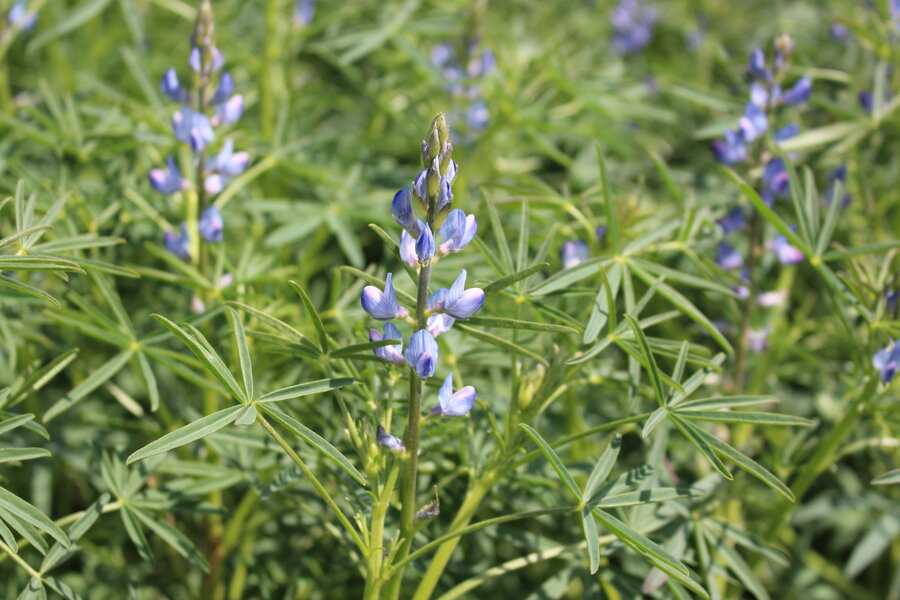 Blaue_Bitterlupine_AZURO.JPG