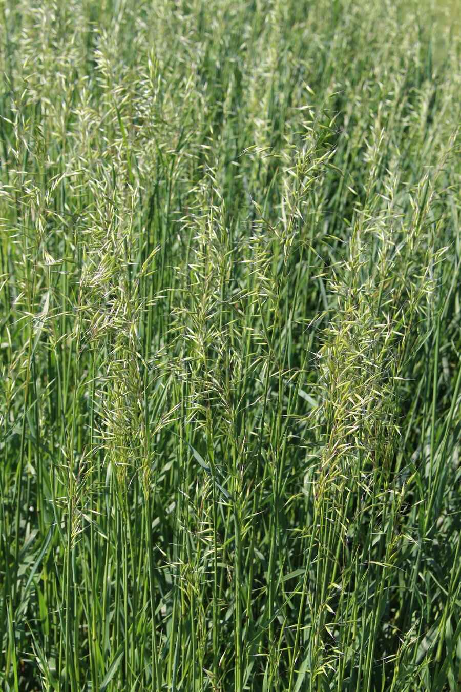 Avena_strigosa_3.jpg