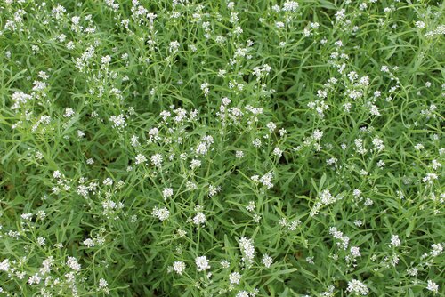 Lepidium_sativum.jpg