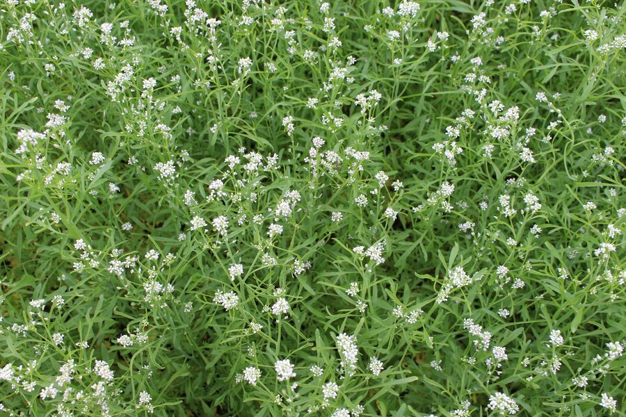 Lepidium_sativum.jpg