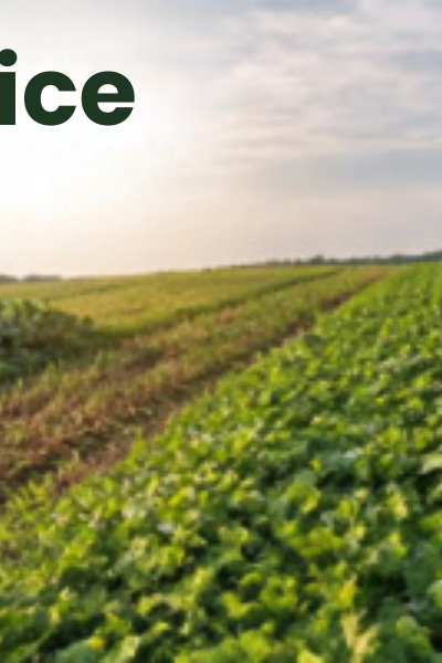 Agricultural field with a variety of cover crops with the text: Right choice of cover crops