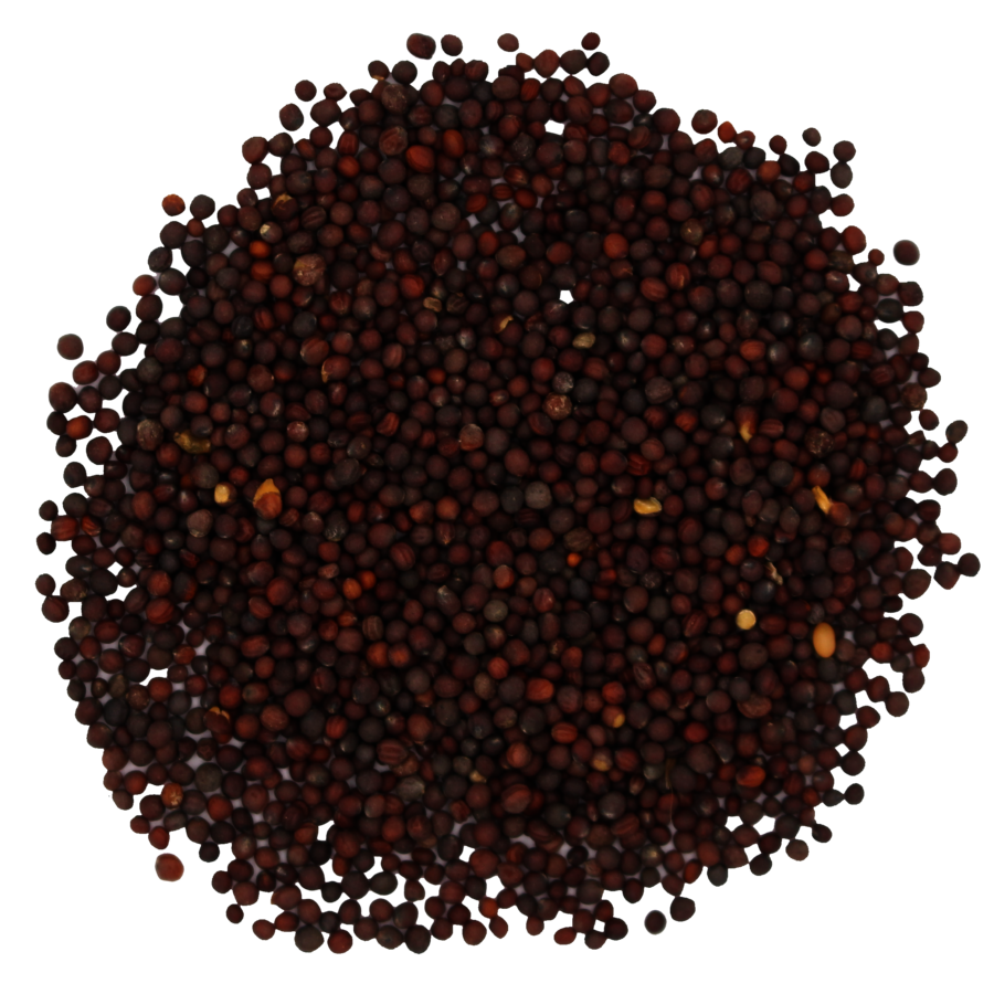 Herbstruebe_Saatgut.png