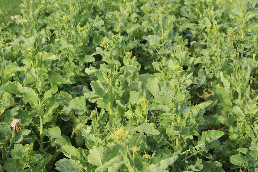 Brassica_oleracea.jpg