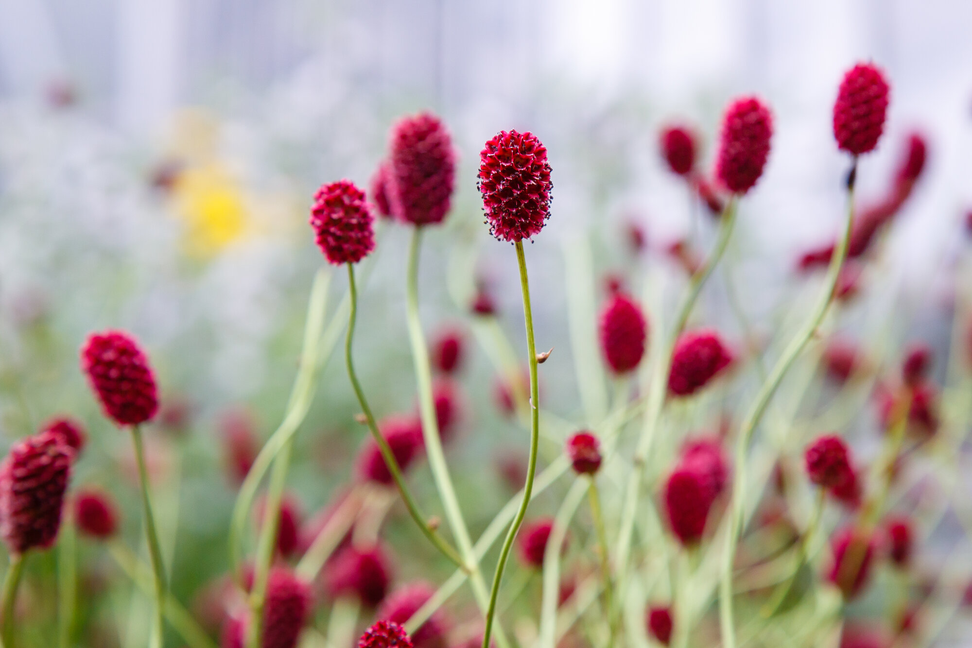 Grosser_Wiesenknopf_shutterstock_1575960628.jpg Grosser_Wiesenknopf_shutterstock_1575960628.jpg