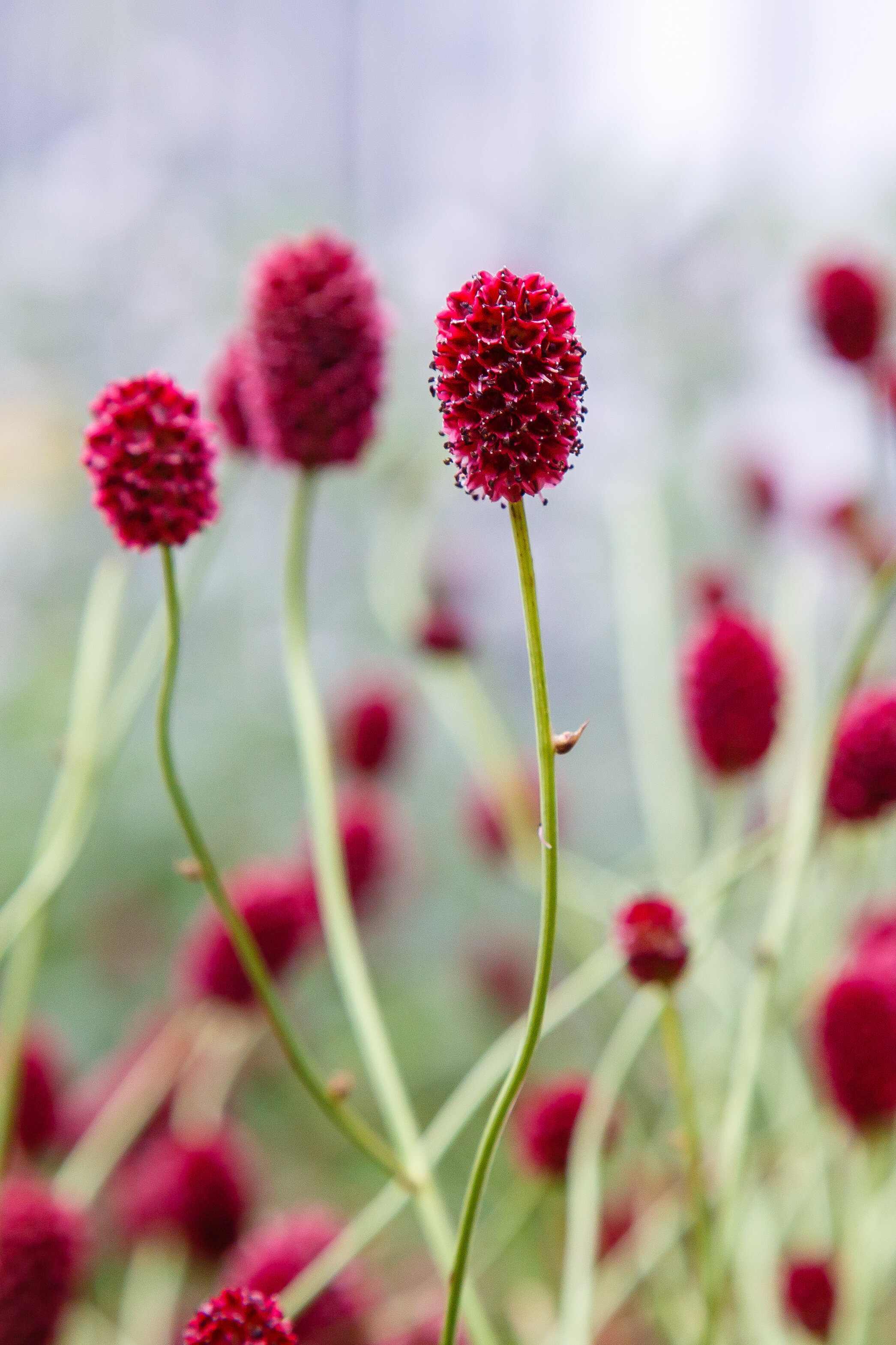Grosser_Wiesenknopf_shutterstock_1575960628.jpg