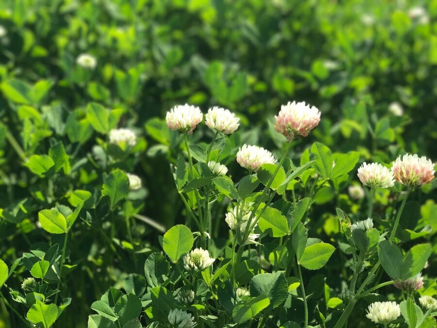 Michelisklee_Trifolium_michelianum.jpg