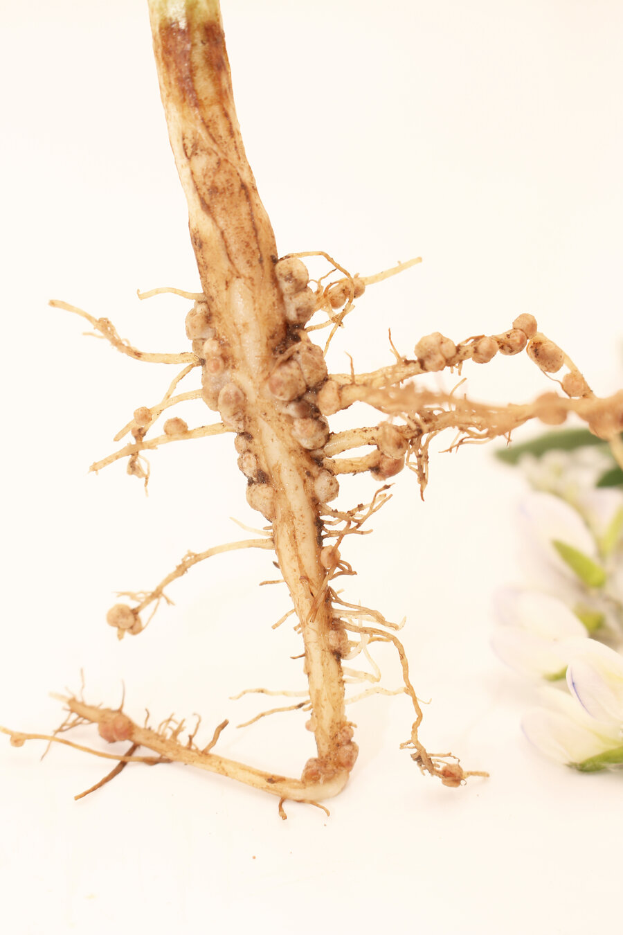 Rhizobien_Lupine_weiss.JPG