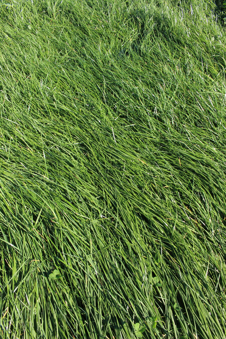 MehrGras_FE_500_Quatro.JPG