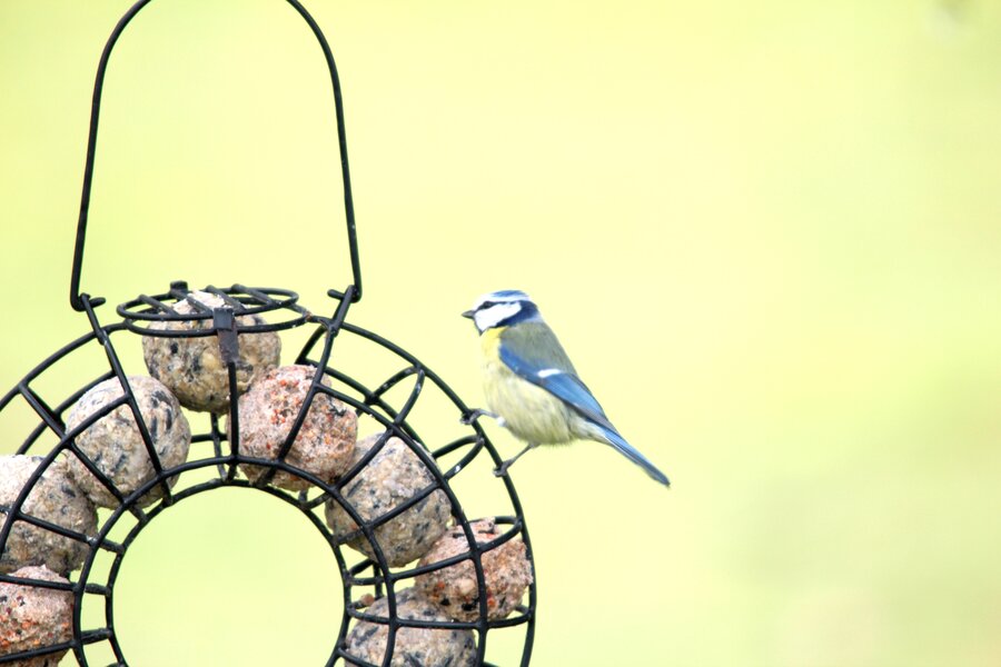 Blaumeise_22.jpg