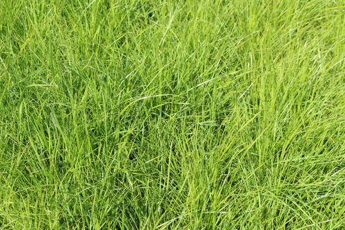 Festuca_arundinacea_QUANTUM_II.jpg