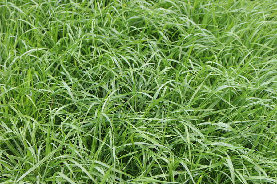 Lolium_multiflorum_ssp._italicum.JPG