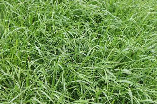 Lolium_multiflorum_ssp._italicum.JPG