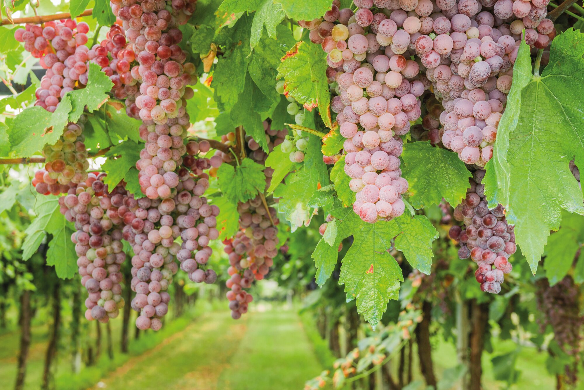 Wein_01.jpg