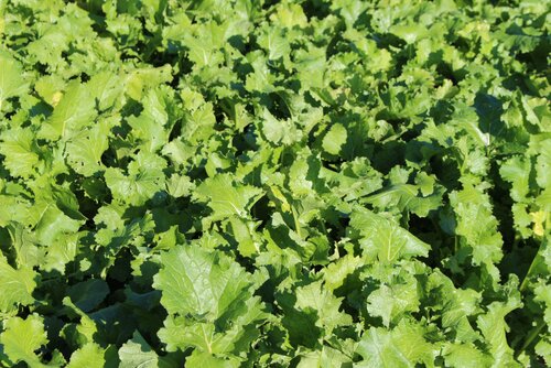 Brassica_rapa_L._silvestris_MALWIRA.jpg