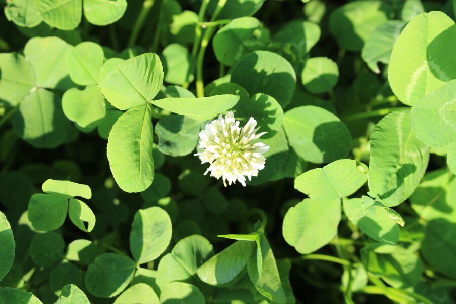 Trifolium_repens.jpg