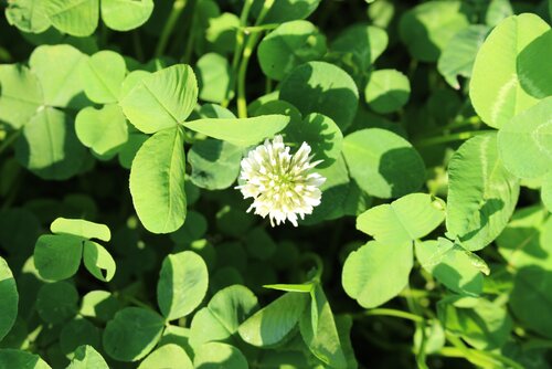 Trifolium_repens.jpg